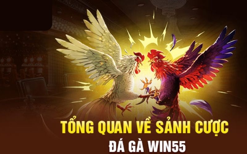 Tổng quan về đá gà Win55